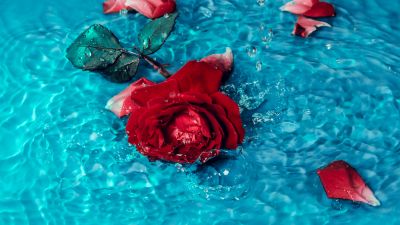 Red Rose, Rose flower, Teal background, Rose Petals, 5K