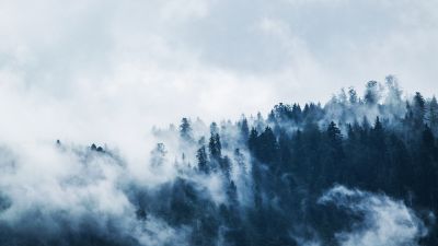 Foggy, Pine trees, Forest, Cloudy Sky, 5K