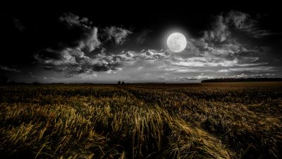 Full moon, Grass field, Landscape, Night, Dusk, 5K