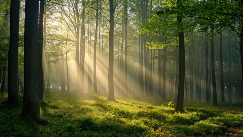 Thick forest, Sunlight, Scenic, 5K, Sun rays, Green Forest, Wallpaper