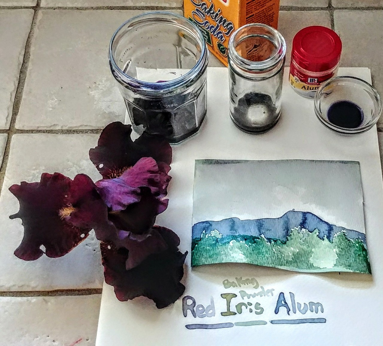 Firenze Red iris.
Microwave 1 min w 1 tablespoon water.
Stir, let cool.
Put juice in three jars.
To one jar, add a pinch baking soda.
To one jar, add a pinch alum.
Use as watercolor.