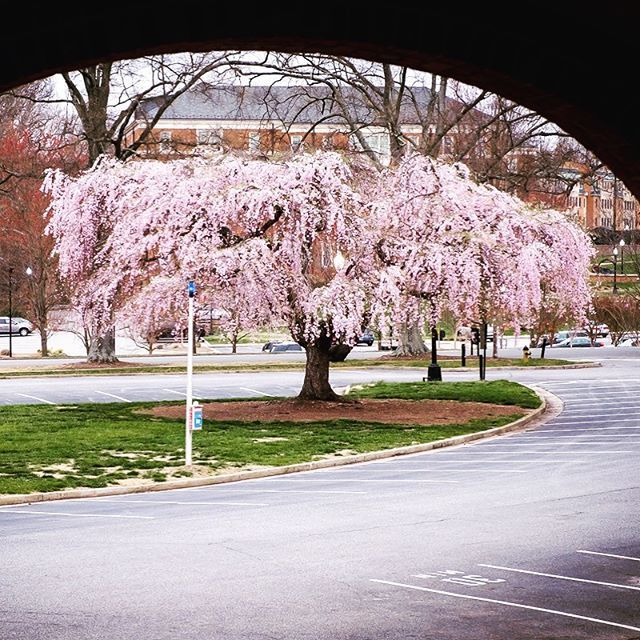 Hey, Deacs! Things are a little weird on campus this morning, as Wake Forest moves to remote work for faculty and most staff, and works to resume classes online next week. But spring continues here, as the cherry trees bloom all over campus. Stay...