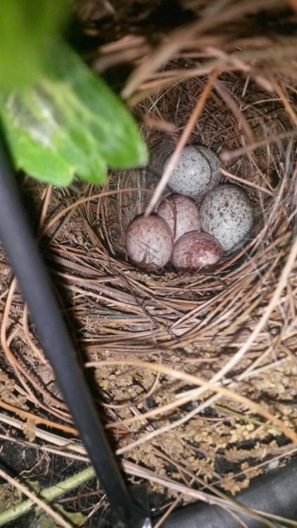 Carolina wren nest on my porch. I’ve seen one, presumably the female, incubating the eggs and once I walked by at night and she was sleeping.
Could some of these be cowbird eggs? I hear them calling and they visit a few of our feeders. Any bird folk...