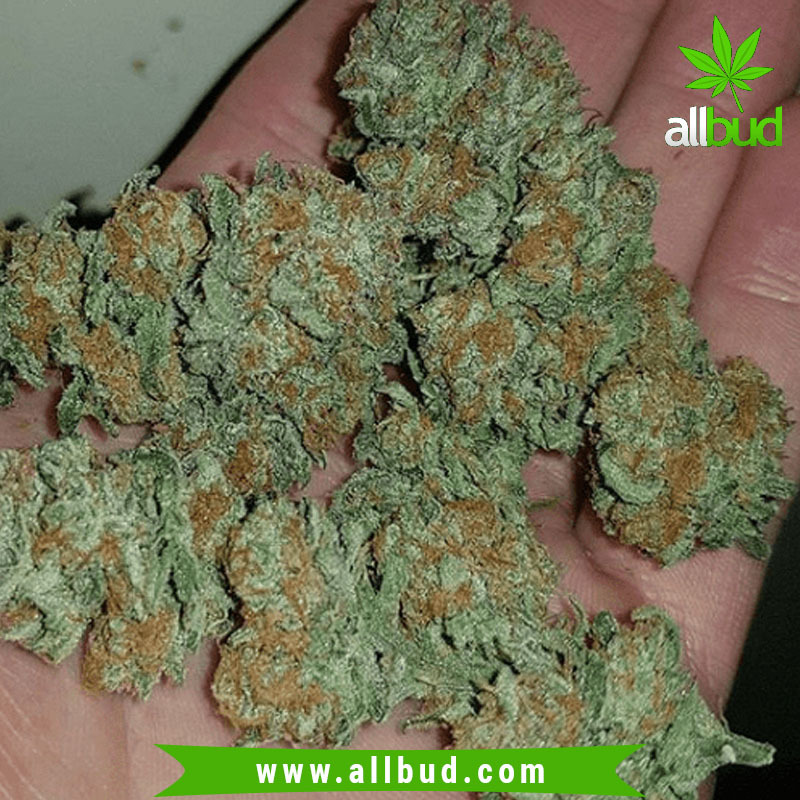 Pineapple Express is a Sativa dominant strain with a 60:40 sativa/indica ratio. The strain is quite popular and has achieved recognition thanks to the stoner film of the same name.
More Details 👉👉 http://bit.ly/38vaY7L