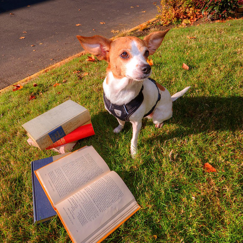 It’s #TakeYourDogtoWorkDay , so make your furry friend your sidekick for the day and #celebrate! You can meet our office dog Roxy and her friends PL, Dash, and Ruger over at the ThriftBooks blog