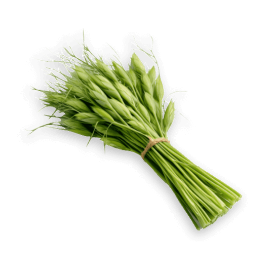 barley grass