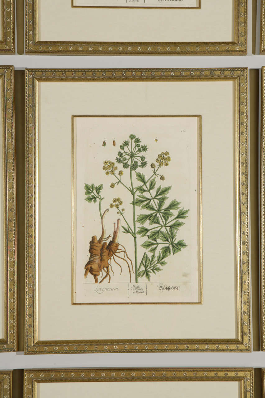 18th Century Framed Botanical Prints