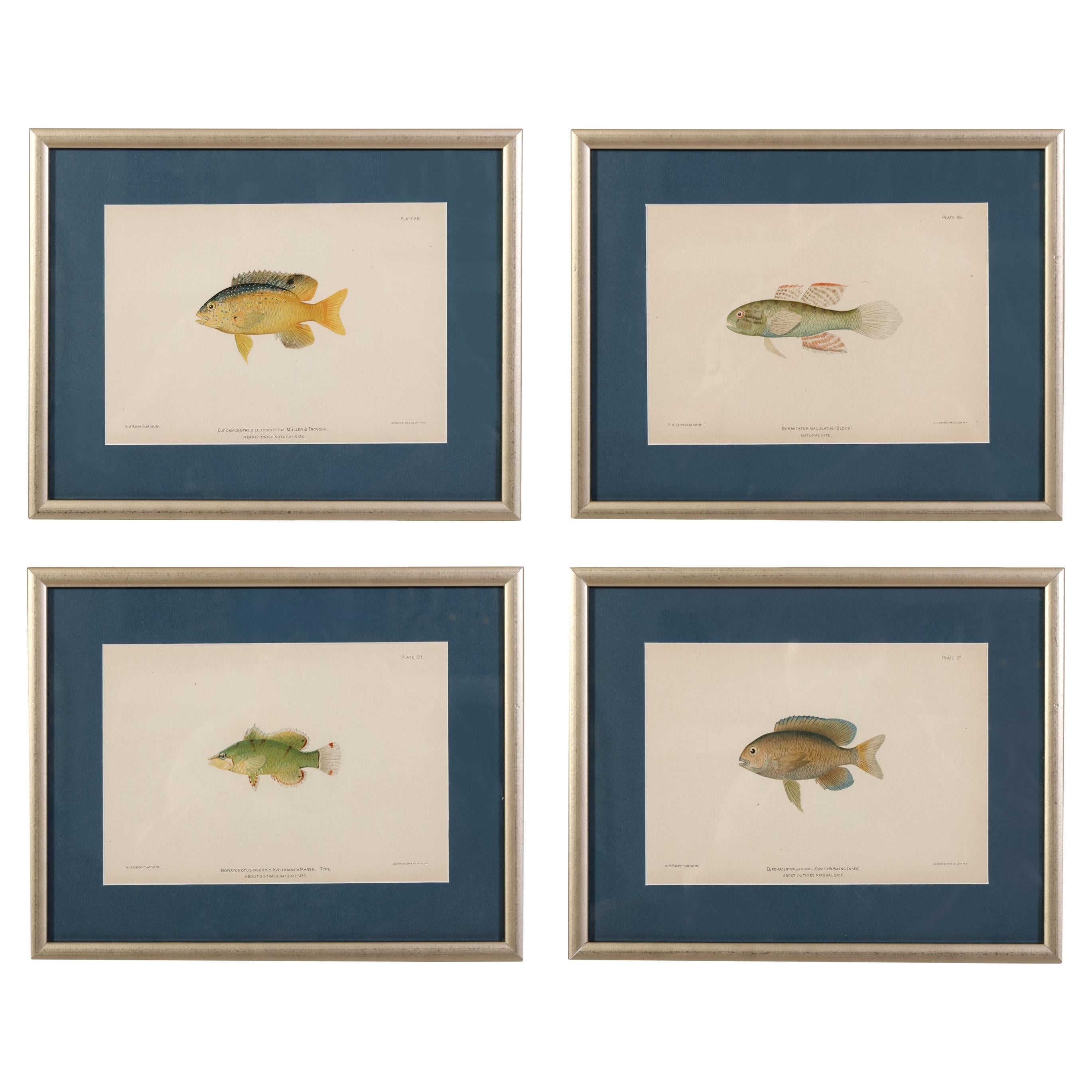 A Set of Four Fish Prints