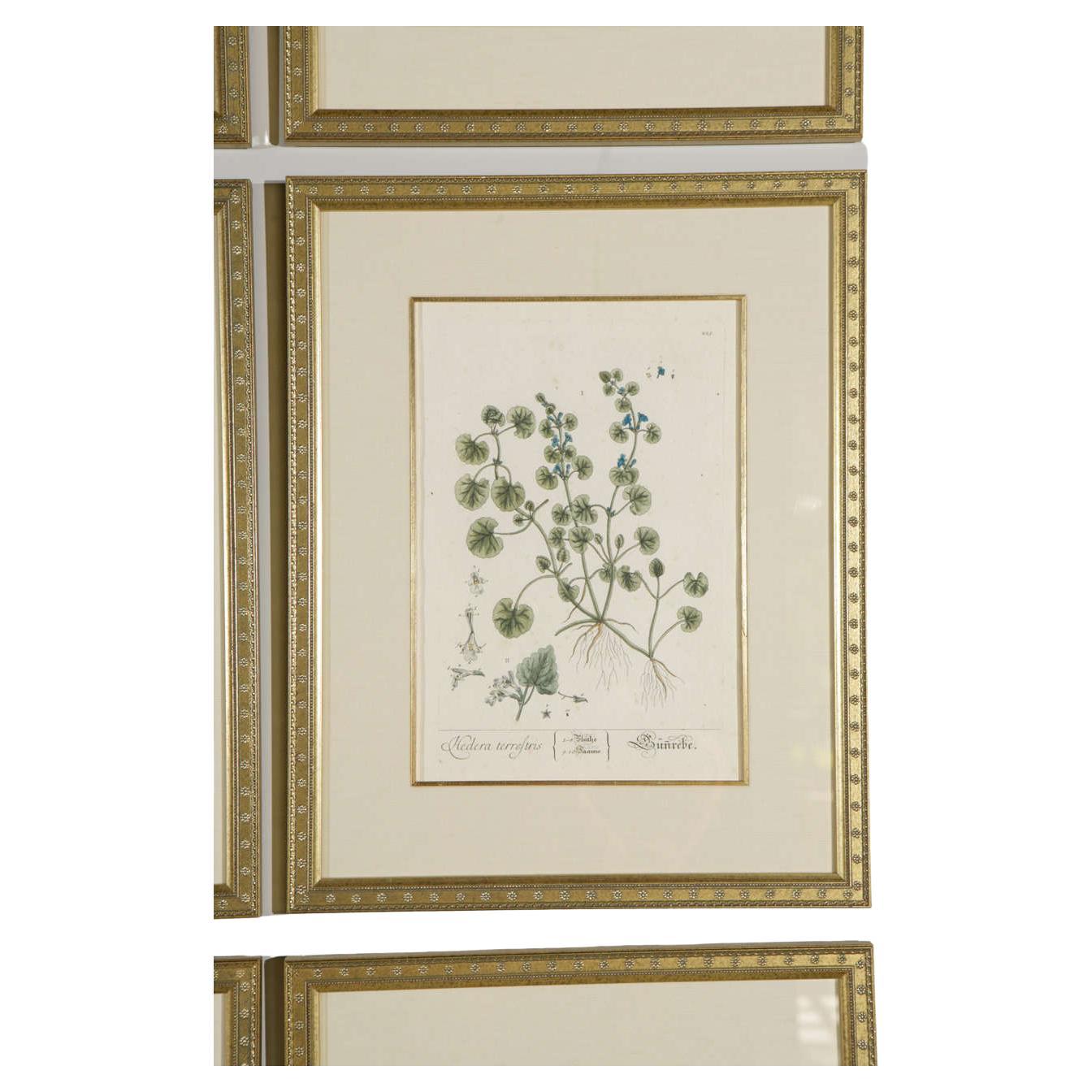 18th Century Framed Botanical Prints