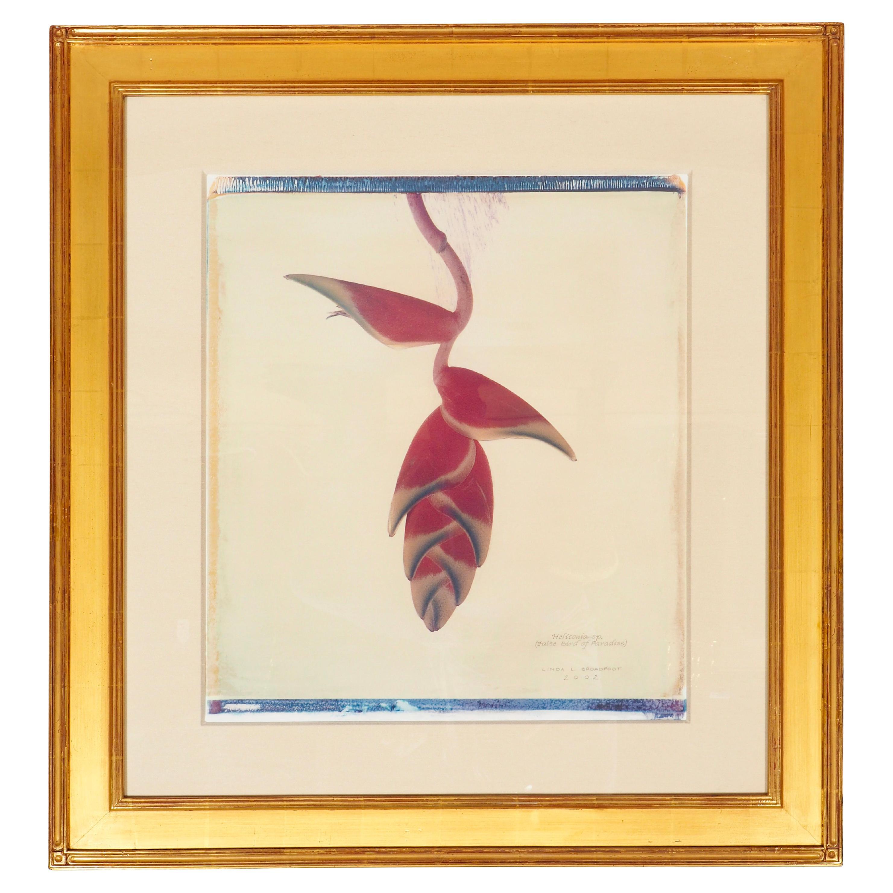 Framed Botanical Print By Linda L. Broadfoot