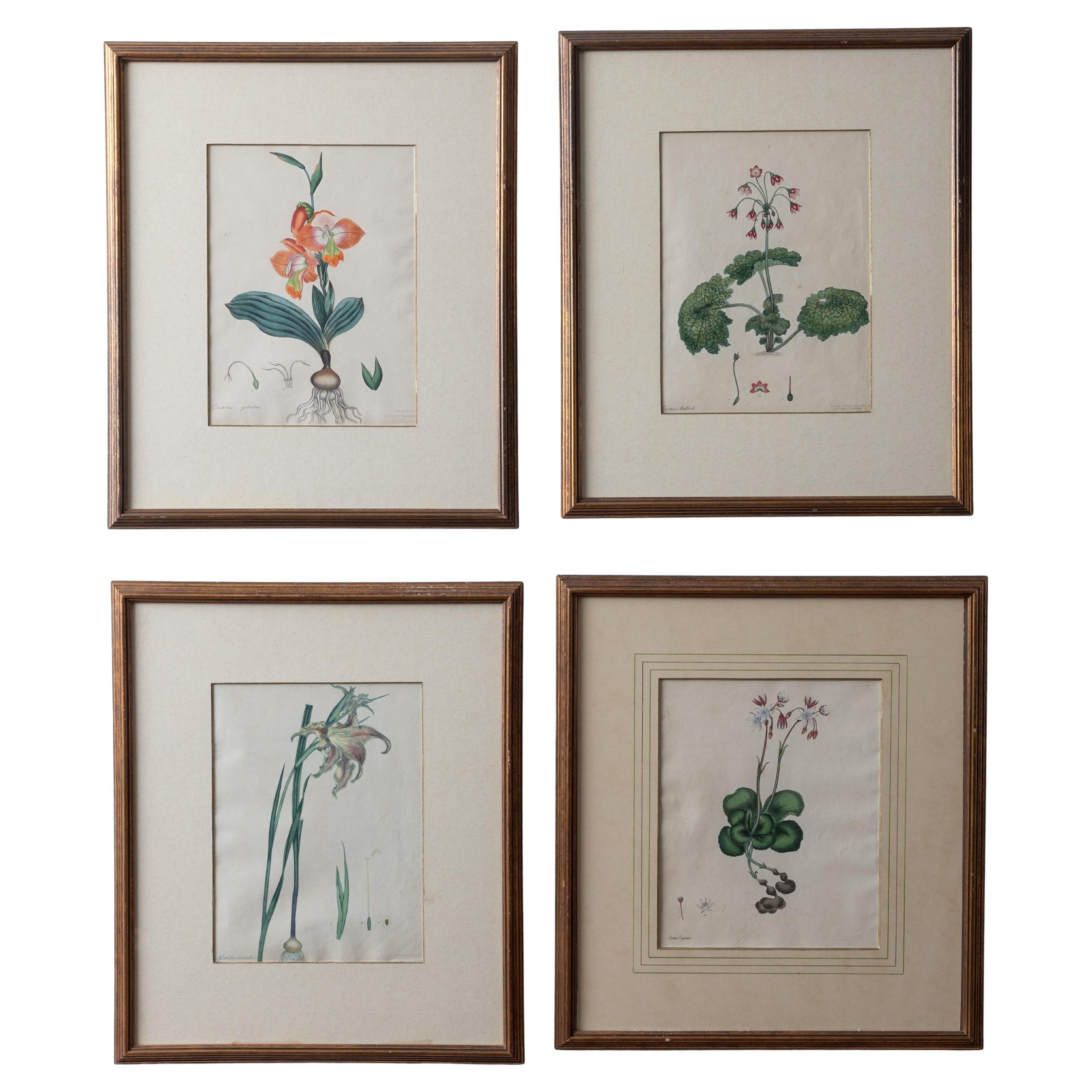 Henry C. Andrews Botanical Prints, c.1790s - set of 4