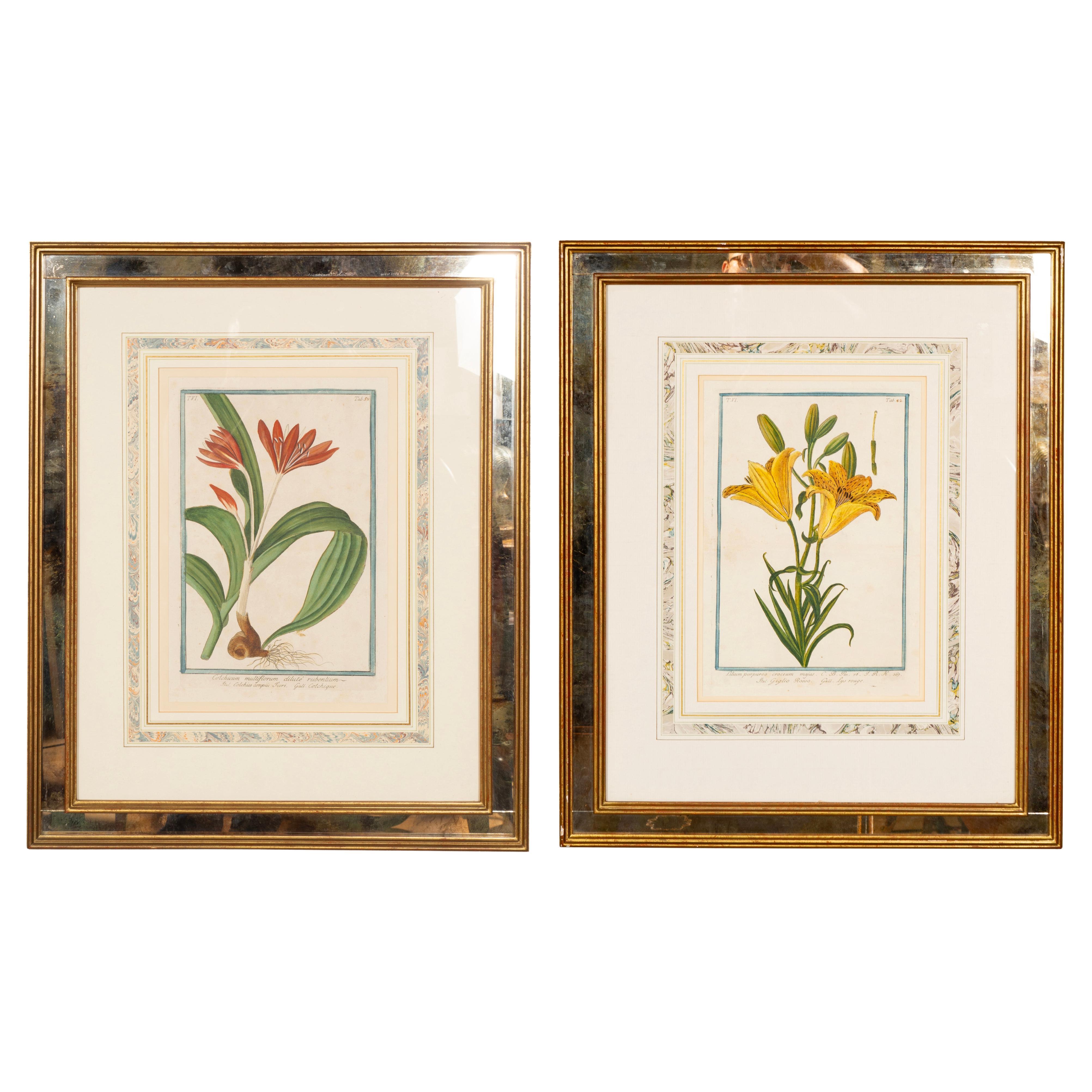 Johann Wilhelm Weinmann Framed Pair Of Botanical Prints