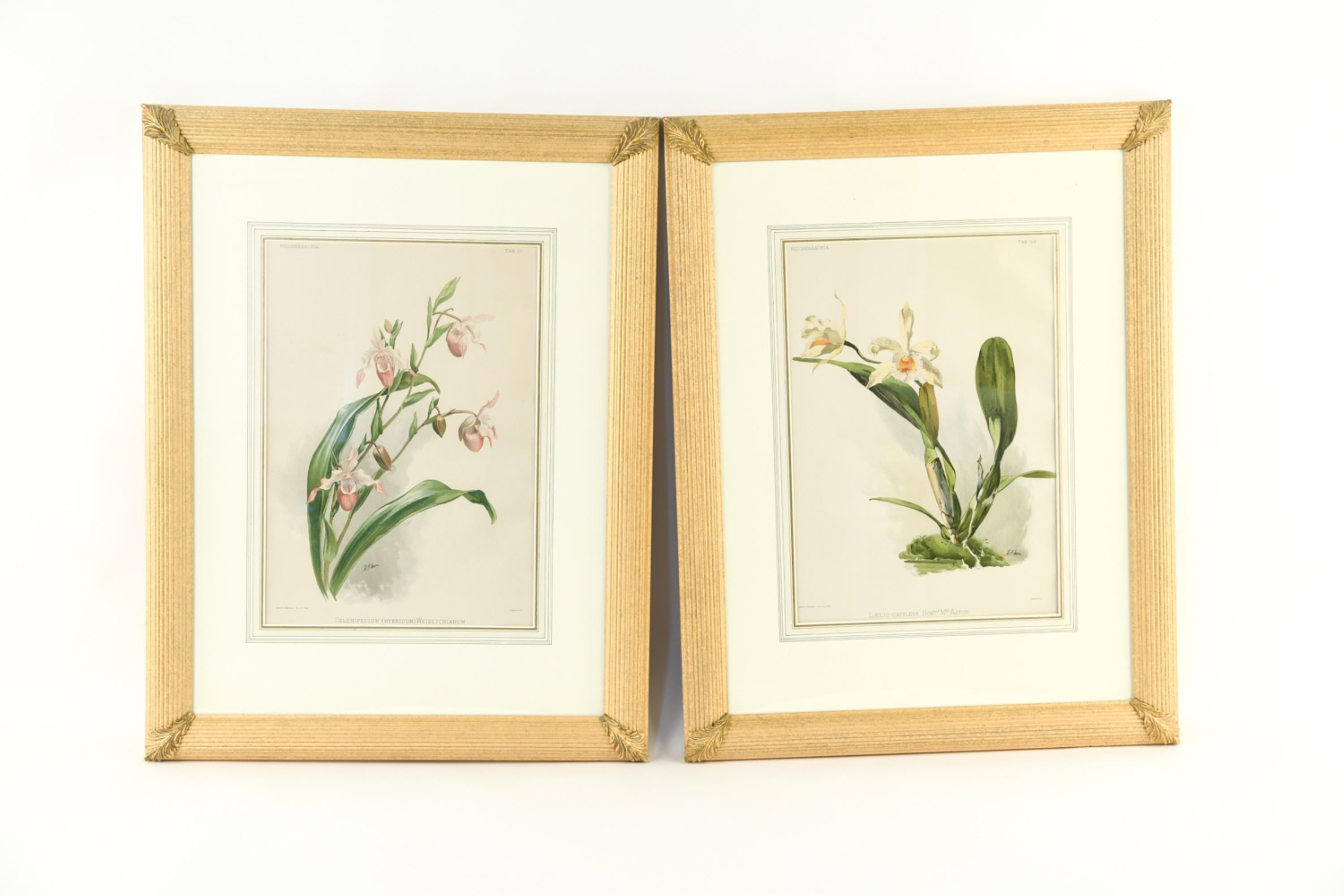 botanical prints framed