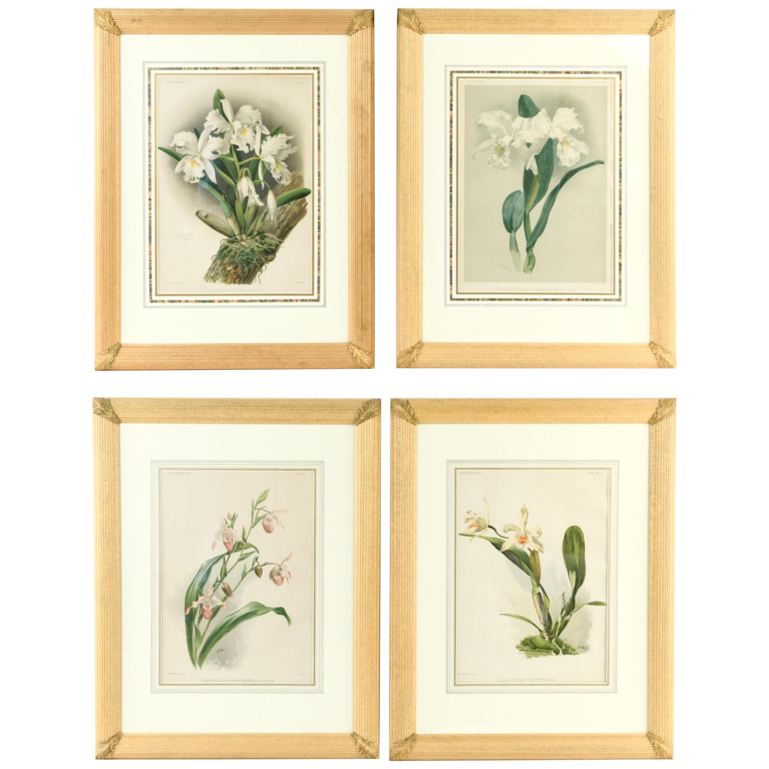 Set of Four Large Framed Botanical Prints