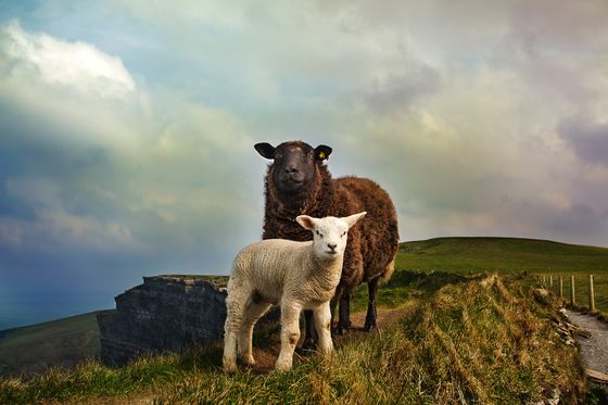 a white lamb and brown sheep standing in a field in Ireland