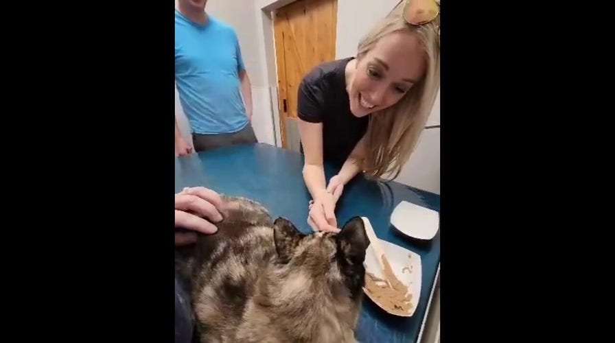 Cat reunited with owners after accidentally being shipped in an Amazon box to the warehouse