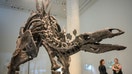 NEW YORK, NEW YORK - JULY 10: People look at a virtually complete Stegosaurus fossil on display at Sotheby&rsquo;s on July 10, 2024 in New York City. &apos;Apex,&apos; the finest Stegosaurus specimen to come to market is 11 feet tall and 20 feet long. The dinosaur fossil is estimated to be auctioned between $4-6 million on July 17th, making it one of the most valuable dinosaur fossils ever offered at auction. (Photo by Alexi Rosenfeld/Getty Images)
