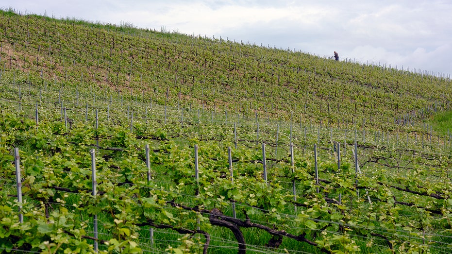 A vineyard in Champagne, France