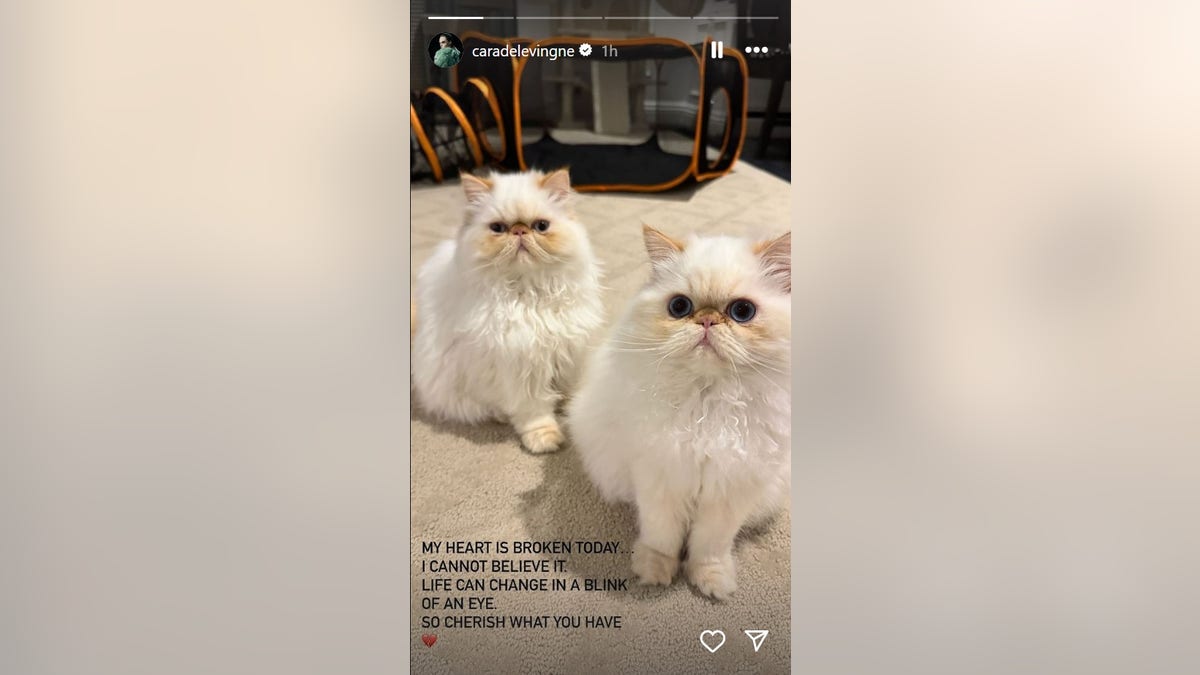 A photo of Cara Delevingne's cats