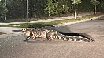 SEE IT: Massive 'king of the neighborhood' gator strolls across the road