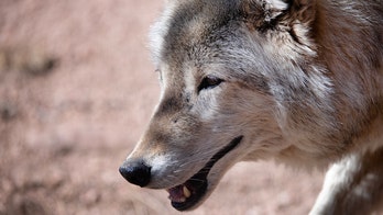 Wolves reintroduced in Colorado blamed for repeated attacks on livestock