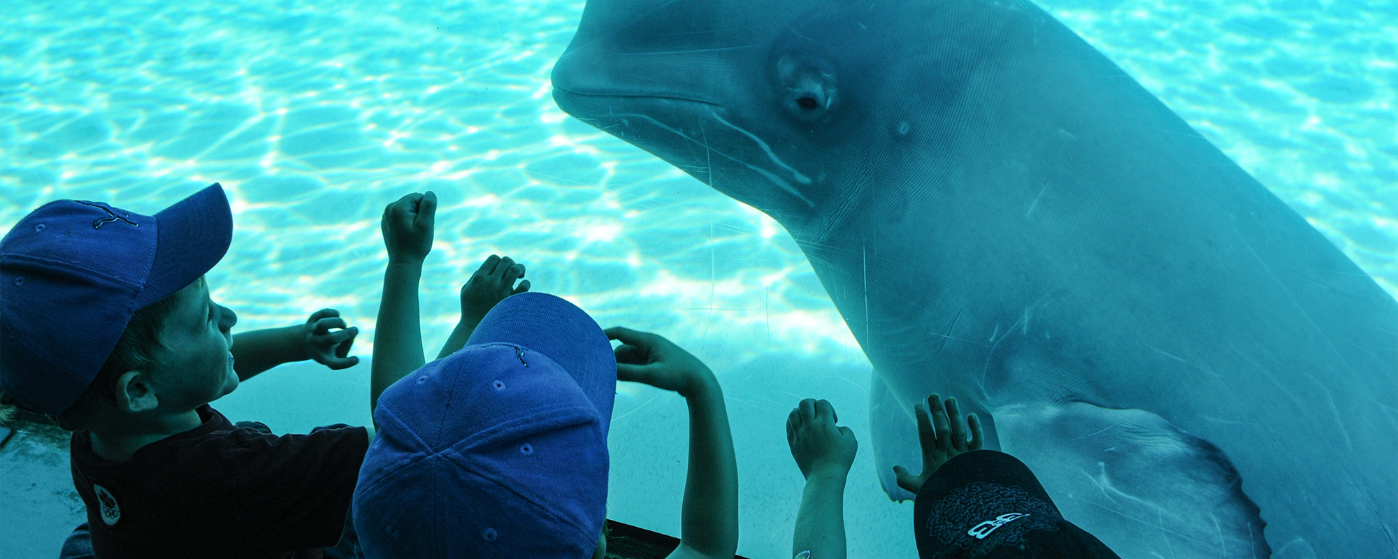 whale at marineland