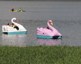 Título do post: Pedalinhos e caiaques voltam a ser atraes no Parque Oriental de Ribeiro Pires