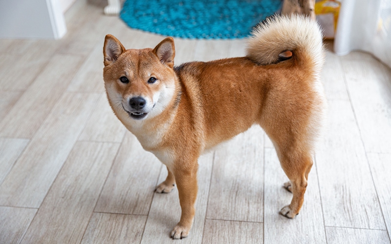 Shiba Inu team addresses the WazirX hack, where trillions of SHIB were stolen