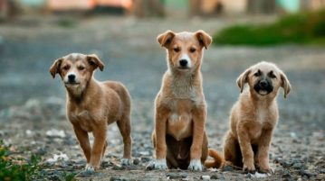 animais de estimação-capa