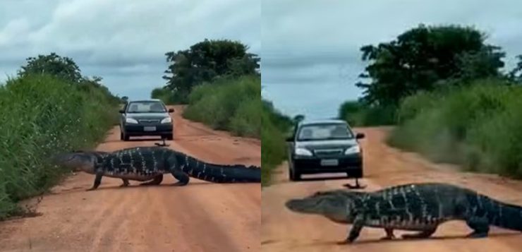 Que susto! Jacaré gigante é flagrado atravessando estrada no Tocantins