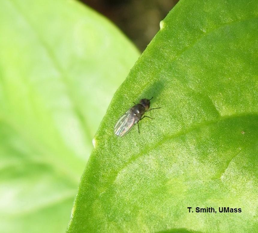 Shore fly adult