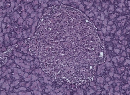 Hormônio do tecido adiposo protege células que secretam insulina e reverte danos da obesidade, diz estudo