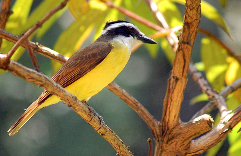 Grupo da Unesp investiga como cidadãos percebem a biodiversidade urbana