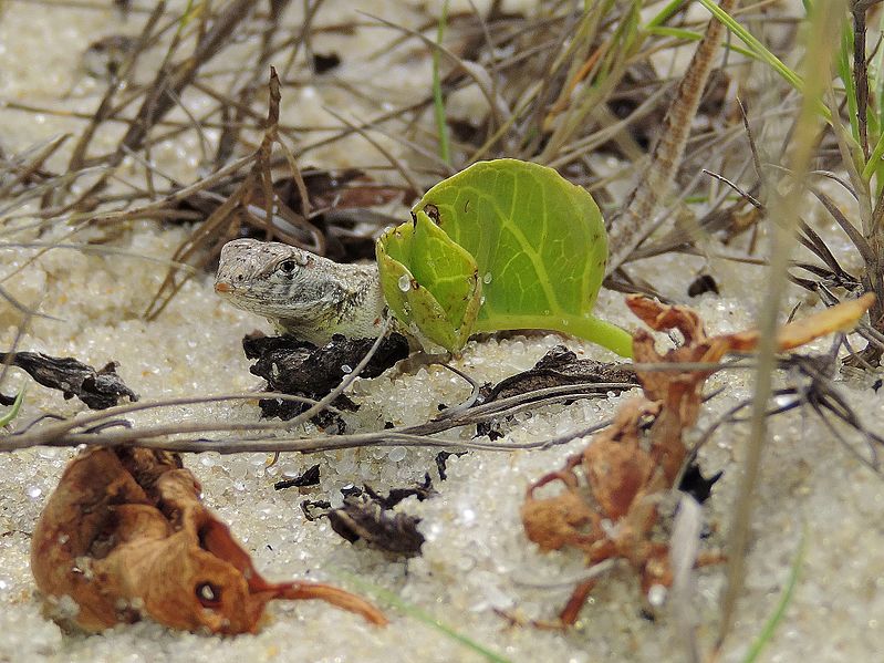 Fenômenos naturais ameaçam 10% das espécies de vertebrados terrestres do mundo