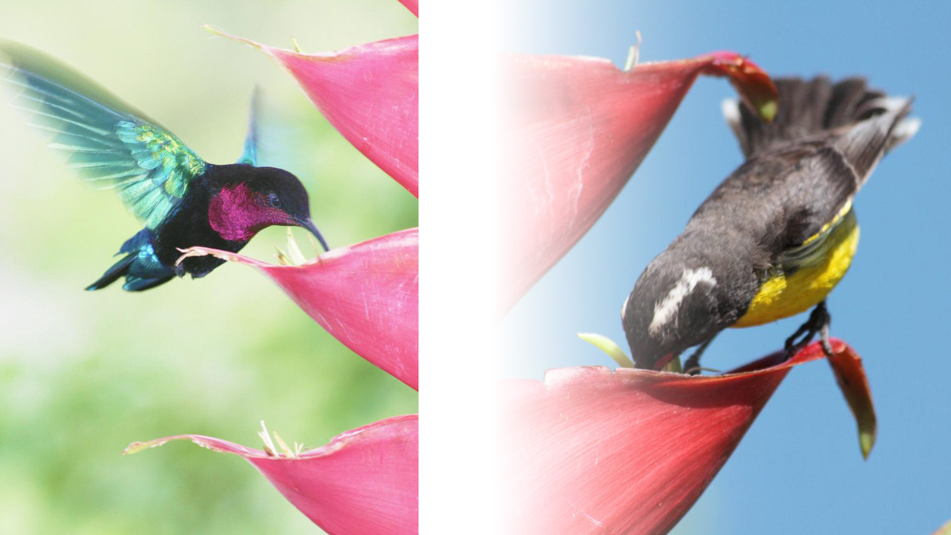 Após furacão, forma como flor é polinizada muda no Caribe