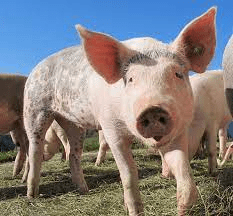 Swine Diseases and their Prevention Measures