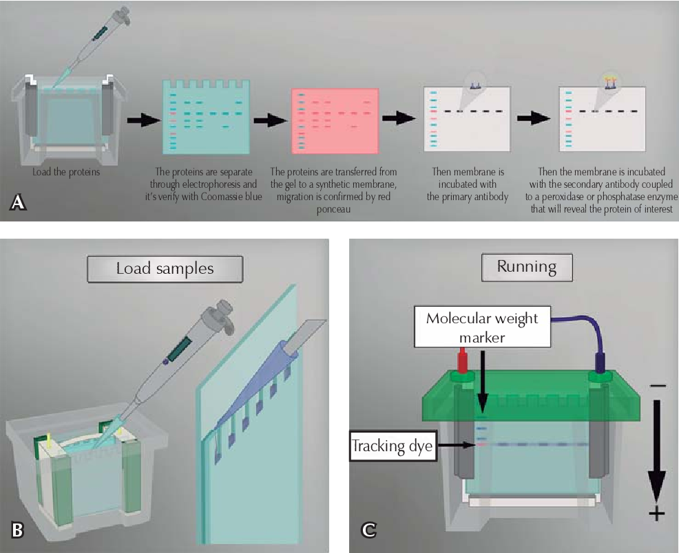 Steps of western blotting technique - denishh