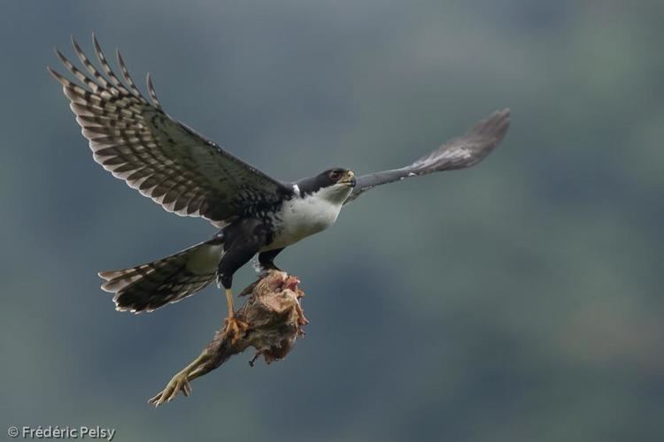 Black sparrowhawk - Alchetron, The Free Social Encyclopedia