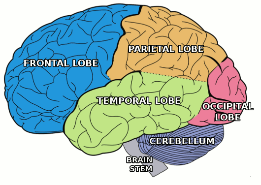 Temporal lobe