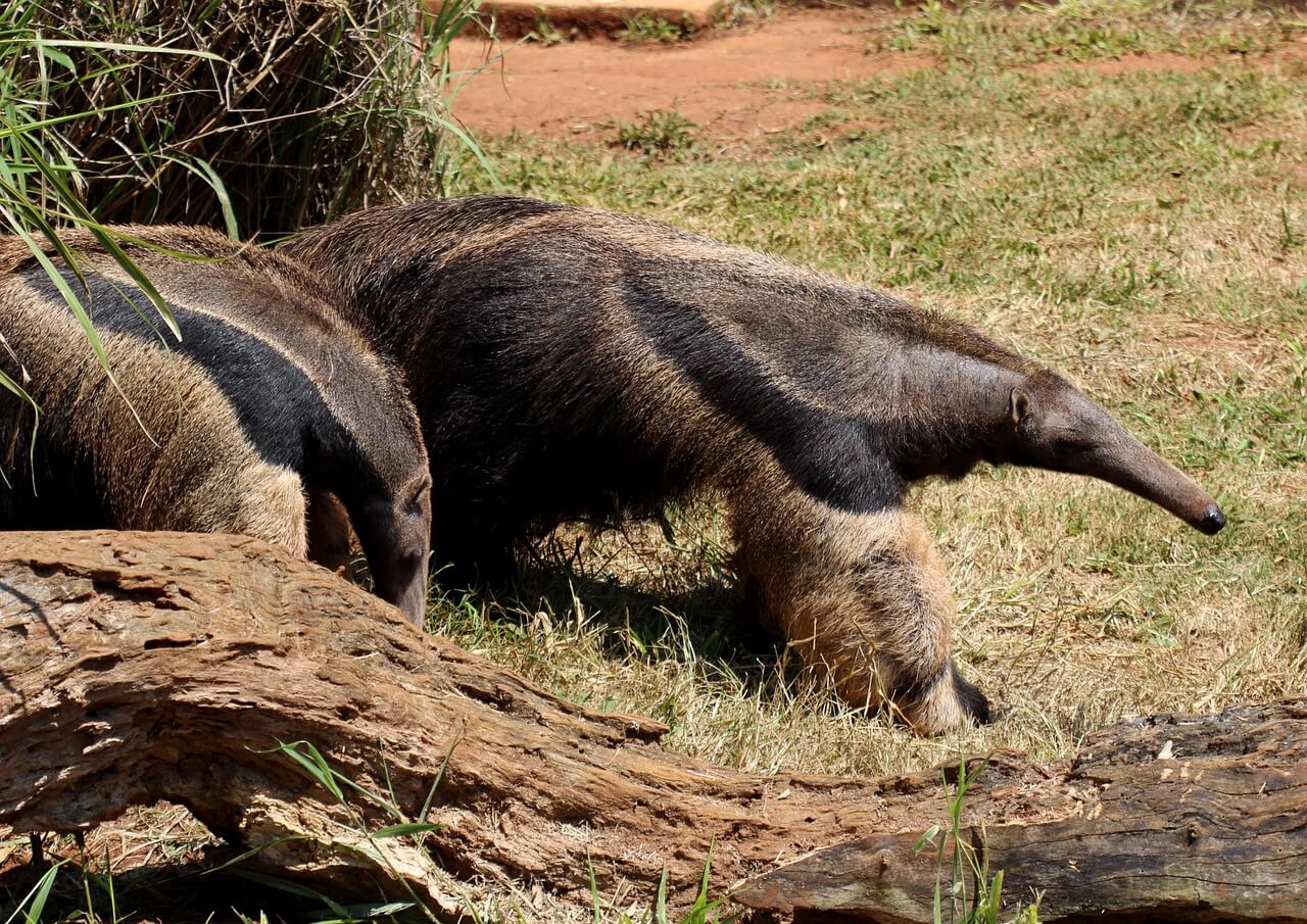 //pixabay.com/photos/flag-anteater-animal-wild-brazilian-1200155/