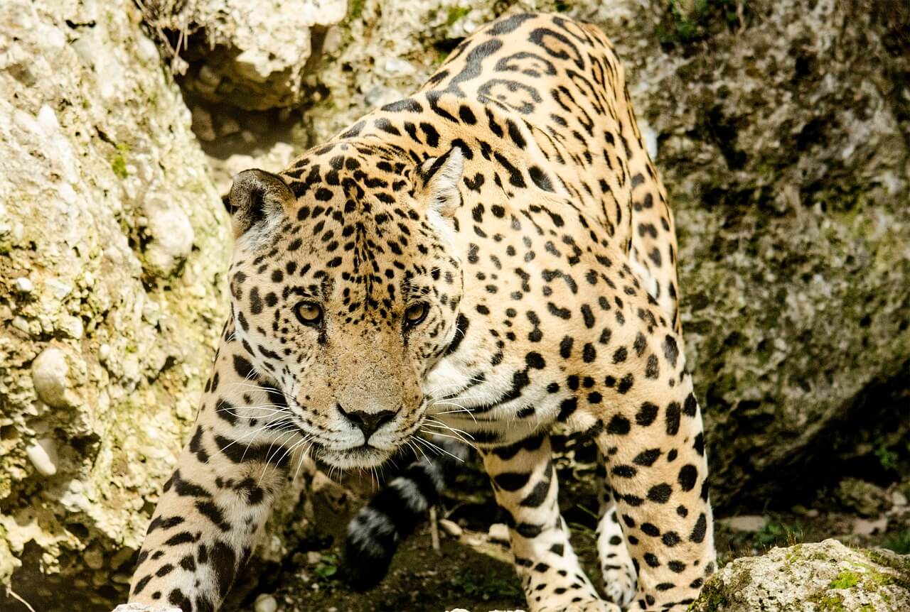 //pixabay.com/photos/jaguar-big-cat-wildcat-zoo-1337201/