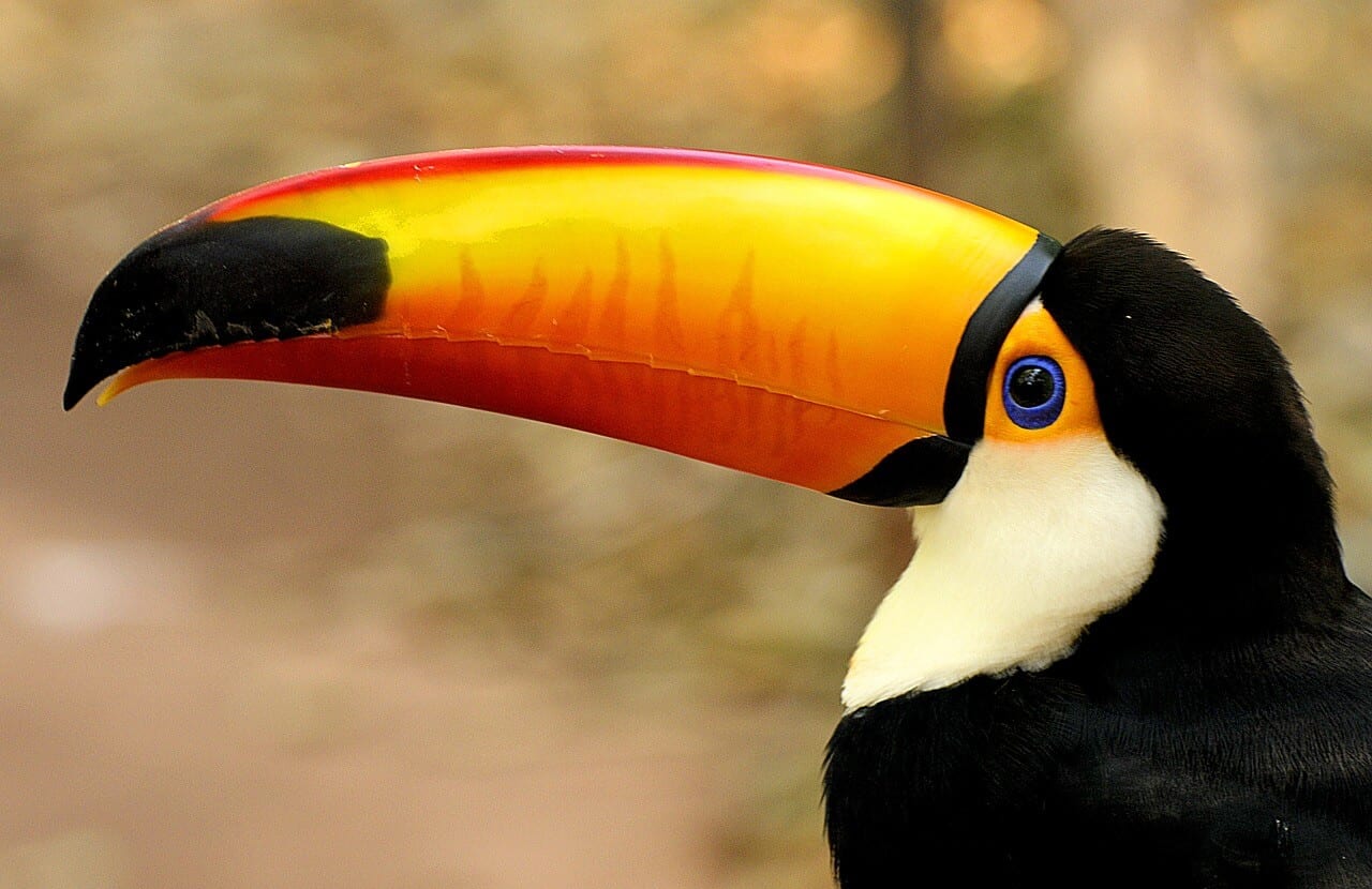 //pixabay.com/photos/toucan-bird-wild-animal-wildlife-3746909/