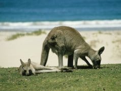 https://pixabay.com/photos/kangaroo-marsupial-australia-246777/