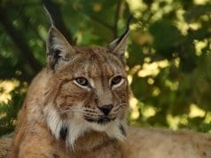 https://pixabay.com/photos/lynx-animal-big-cat-cat-wildcat-414730/