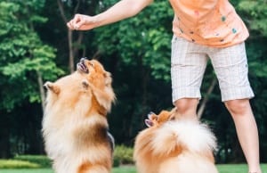 dog with treat by: Fotosearch.com