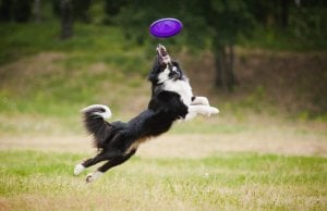 best dog frisbee by: fotosearch.com