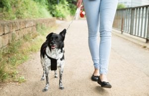 retractable dog leash by: Fotosearch.com