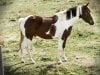 Paint Horse dozing in the pasturePhoto by: Johnhttps://creativecommons.org/licenses/by-sa/2.0/