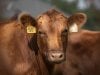 Closeup of a beautiful Red Angus cowPhoto by: U.S. Department of Agriculture [pubic domain]https://creativecommons.org/licenses/by/2.0/