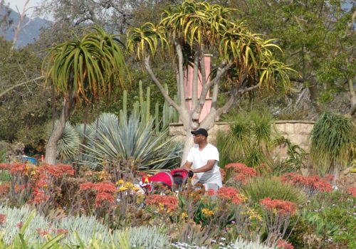 March aloes